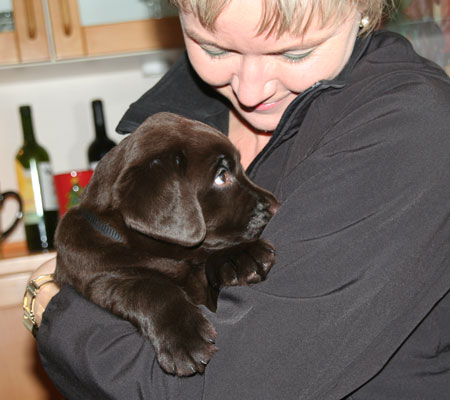 choko en mørkebrun labrador